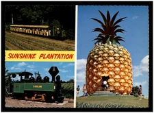 Postcard RPPC - Sunshine Plantation Near Nambour, Queensland, QLD