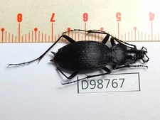 D98767-insects Carabidae from Vietnam North