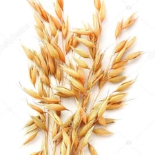 Whole Oats, 300+ Seeds Non GMO, Certified Organic. Cat Grass~Sprouts. Free Ship.