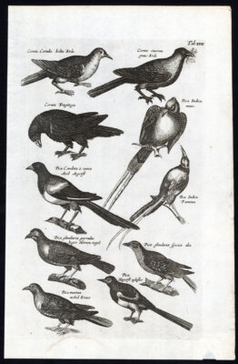 Antiker Druck-EURASIAN JAY-MAGPIE-CROW-PICA-CORNIX-Jonston-Merian-1657