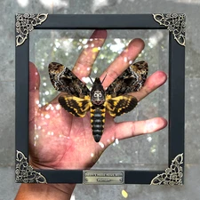 Real Death’s Head Moth Clear Glass Framed Insect Taxidermy Gothic Wall Art Decor