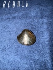 Gold Tone Shell Belt Buckle