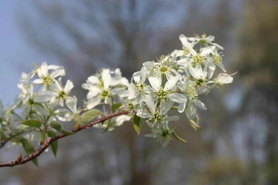 2 Serviceberry Trees - Amelanchier canadensis - 2–3 ft Bare Root - Edible & Hard - Image 2 of 4