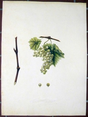 Weintrauben - Aquarell von J. S. Kerner aus: Le Raisin 1803-15 Sehr selten!