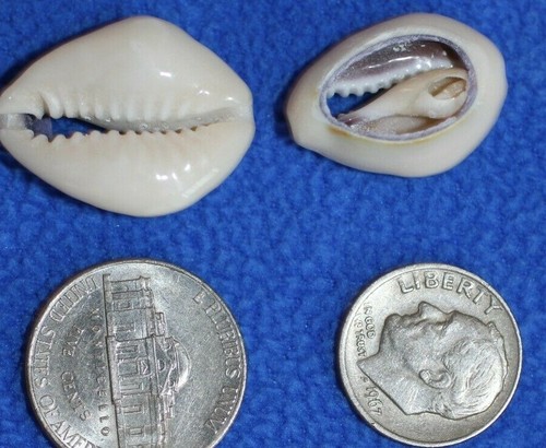 50-RING TOPS, Tiny Center Cut Sliced Seashells,seashell flower supply CS-21 - Picture 11 of 12
