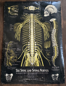 Antique Spine and Nerve Chart Poster Dr. G.H. Michel & Co. Early 1900's Medical!
