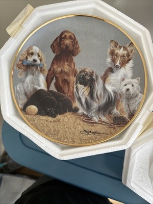 Aspca Top Of The Class