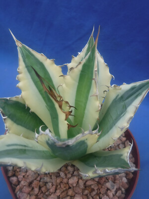 Agave titanota 