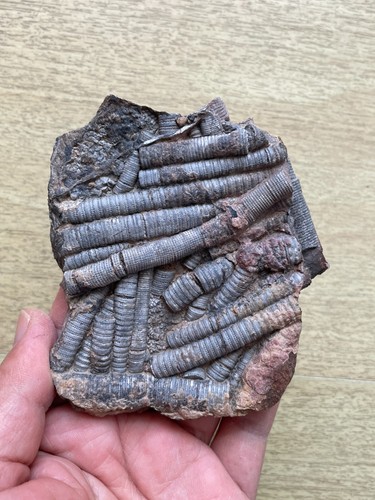 200g Triassic Natural crinoid and Trachyceras specimen Geologic rock - Picture 18 of 20