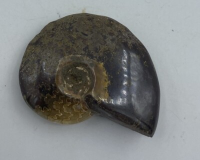 Ammonite Fossil Madagascar 3/4 in Polished Reiki Healing Crystal JB8 