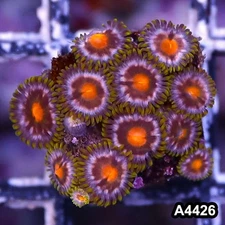 Item#A4426LP4426(S) WYSIWYG Indo Ultra Zoanthid Frag