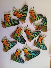 20 Urania ripheus A1 , Madagascar. SEE PHOTO.
