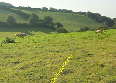 Photo 12x8 Sheep pasture, Wringworthy Morval Down valley from the field sh c2015
