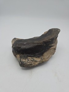 Large Fossil Unkown Specimen Over 1lb 