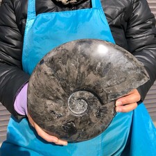 6.77LB  Natural black Ammonite Fossil Conch Crystal Specimen Healing