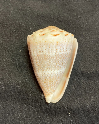 CONIDAE Conus Encaustus 31.8mm Marquesas