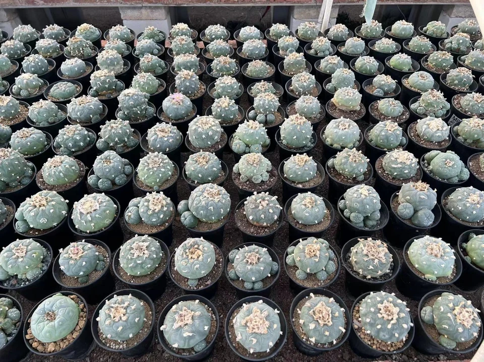 Мульти головки суккулент растение LW дома сад красивый горшок 8-11 см bai - Изображение 3 из 4