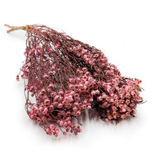 Oxodia getrocknet - Hellrosa