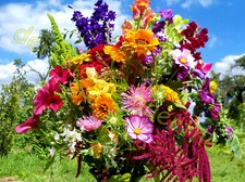 SOMMERBLUMEN SCHNITT-BLUMEN-MISCHUNG BIENEN BAUERNGARTEN BLUMENWIESE 500 SAMEN