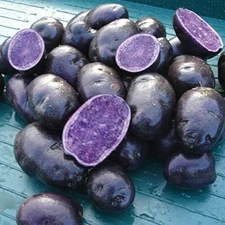 Simply Seed Blue Potato Seed 3 LB Ready To  Grow Farm Fresh Non GMO