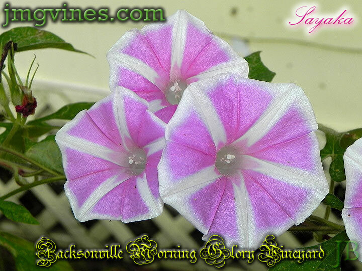 Japanese Morning Glory In Bloom 2 Stock Photo - Download Image Now - Foto 11