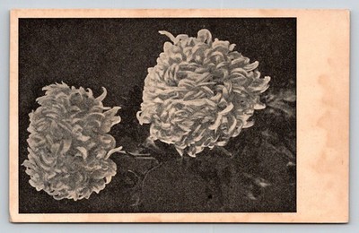 Vintage Science Microscope Postcard - Two Magnified Microbe Forms
