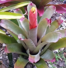 BUY 4 SAVE 20% Bromeliad Aechmea LITTLE HARV Offset • Sun Loving • Lasting Bloom