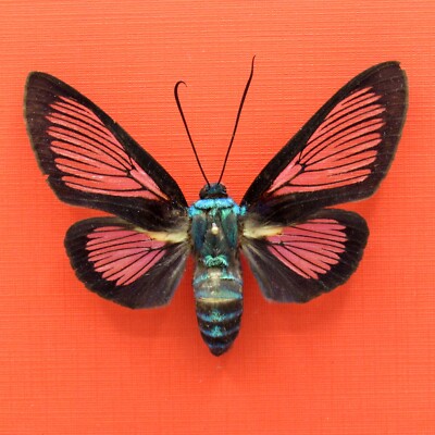Real mounted Clear Wing moth - Cocytia durvillii - RARE - A1-