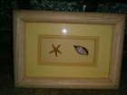 Wall Framed Pictures (2) Double Framed w/Real Shells Inside By Colorfair, Inc. — photo 2