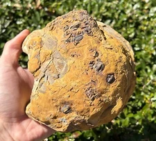 MULTI Texas Fossil Trilobites on Goniatite Shell Ditomopyge Pennsylvanian Age