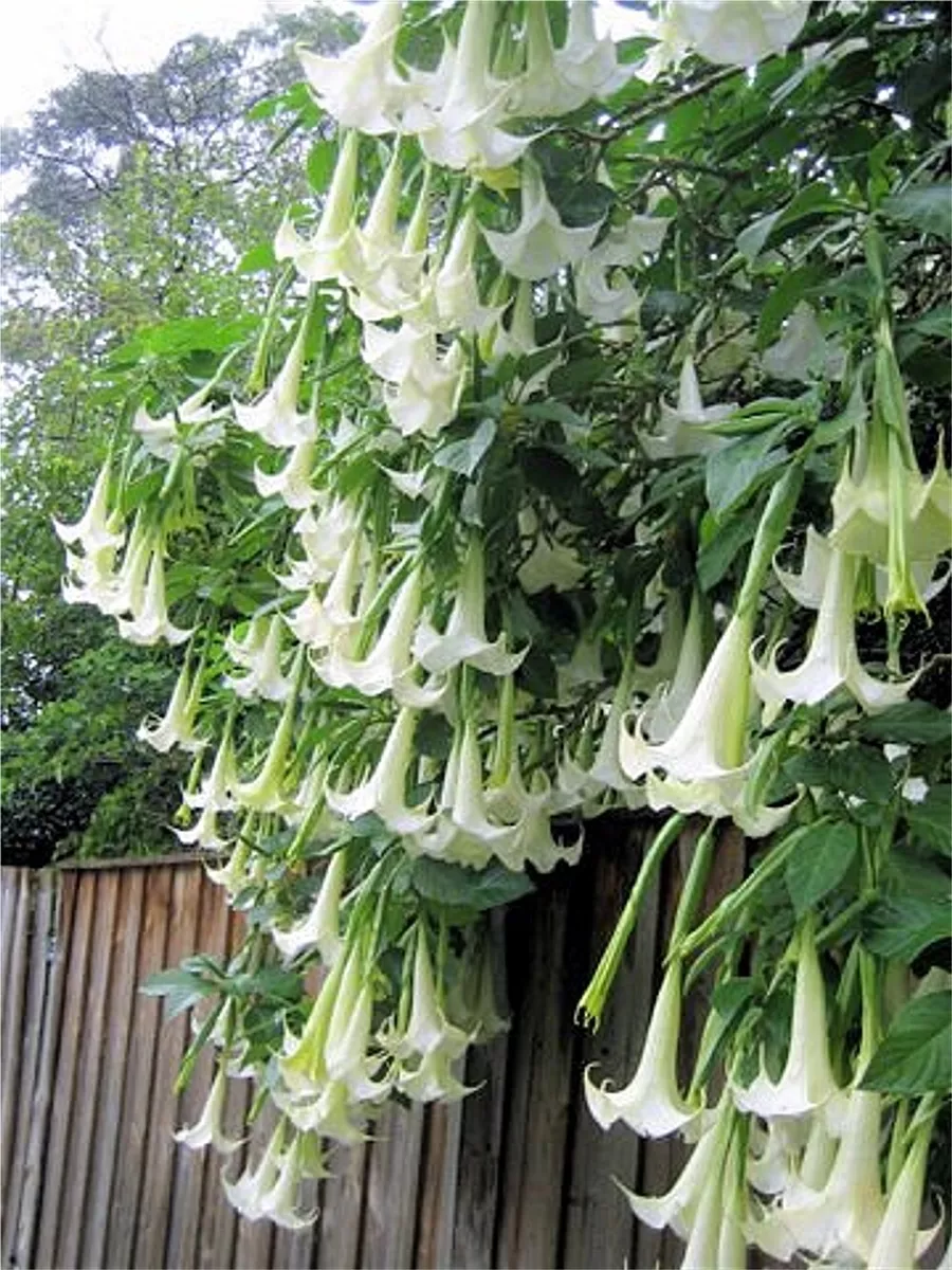 Brugmansia Suaveolens White 10 Seeds Brazil s Angel Trumpet Tree Small Shrub
