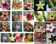 15 Asclepiadaceae IN VASO random: Stapelia Huernia Orbea Caralluma Echidnopsis..