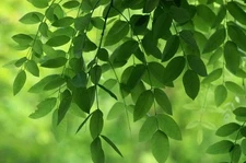 Sophora japonica  40 seeds (Japanese Pagoda Tree or Chinese Scholar Tree)