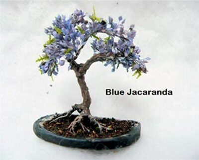 3 Types Flowering Bonsai Tree Seeds Chinese Wisteria, Judas Tree, Blue  Jacaranda | eBay