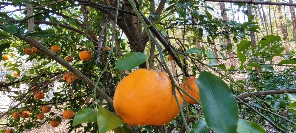 SATSUMA FRUIT TREE REAL LIVE PLANT CITRUS 4" to 10" SEEDLING MANDARIN - Image 2 of 4