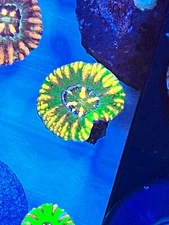 wysiwyg ultra rasta style button scoly lps/sps/mushroom/zoa/pally