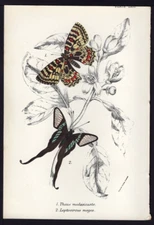 1896 Kirby  Antique Color Print The Spanish Festoon & Green Dragon Tail