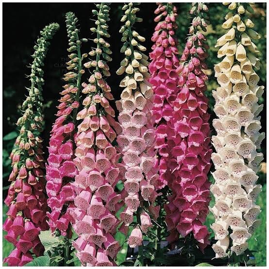 Foxglove Excelsior Mix 300/600+seeds Shade Stunning Cottage Flower