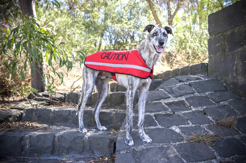 Abrigos para perros S M XL cálidos reflectantes impermeables forrados de lana por FriendlyDogCollars Foto 4 de 4