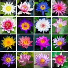 50pcs Mixed Color The Sacred Bonsai Lotus Flower Seeds Indoor Outdoor Pond