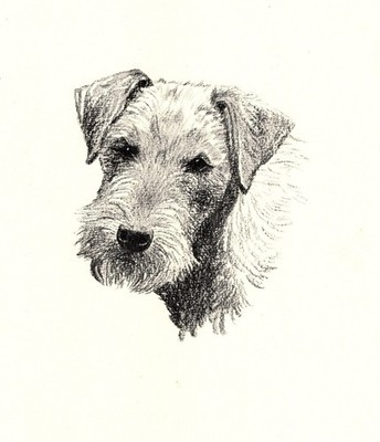 Antique Lakeland Terrier Print 1935 Wardle Lakeland Art Illustration cfw 7081j