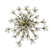 24Pcs, Dried Pressed Flowers Lace Flowers for DIY Making White