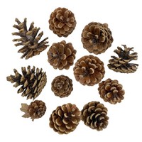 Echte Tannezapfen 12 StüCk Weihnachten Winter Deko Natur Advent DIY Kranz Bastel