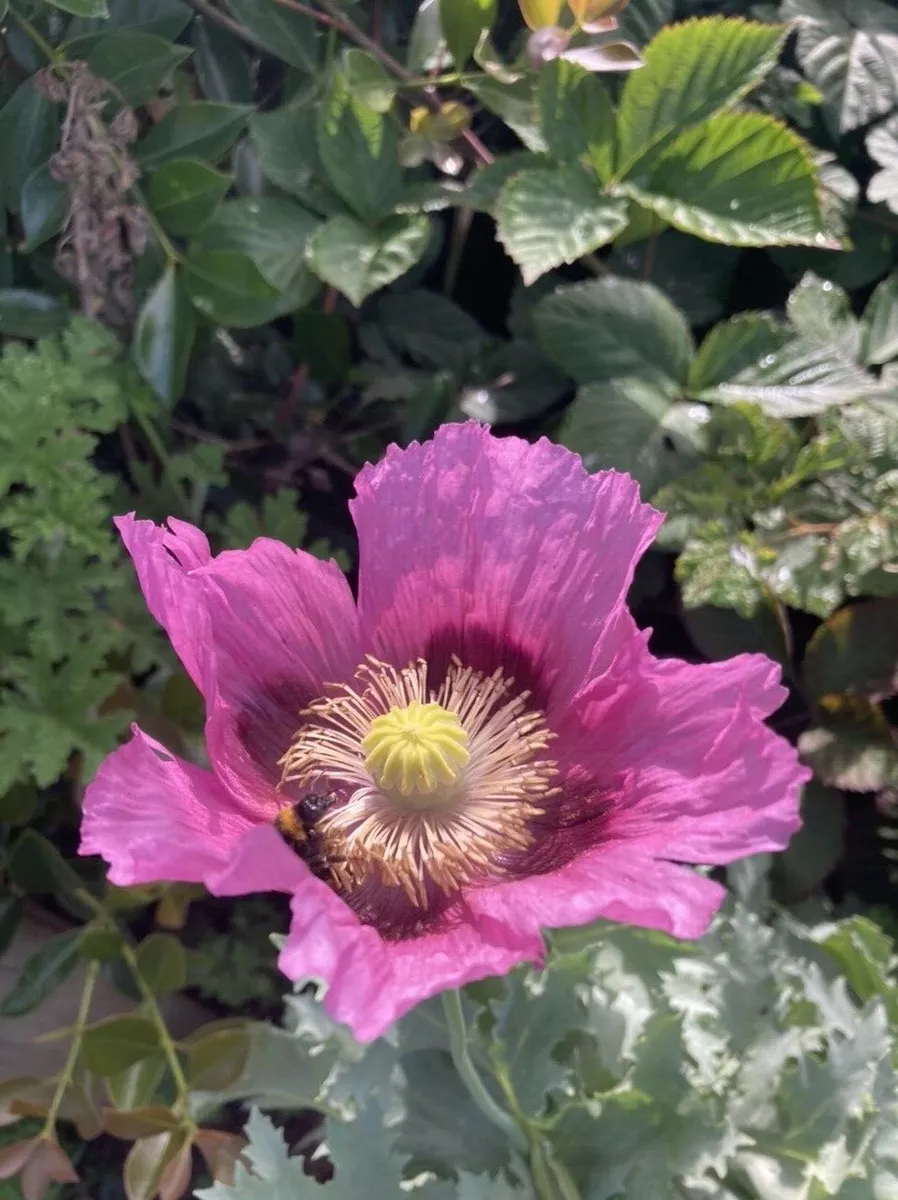 The Prettiest Poppies