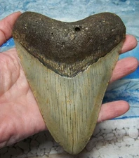 MEGALODON Shark Tooth 5 3/16" sharks teeth BIG jaw fossil REAL megladon SERRATED