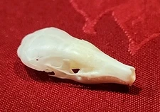 Coast Mole Skull Teeth Bone Skeleton