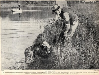 1930s Vintage Chesapeake Bay Retriever Print Retrieving Duck 6696j