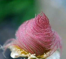 25 Prairie Smoke Seeds Made in USA Ships from Iowa Rare and Hard to Find