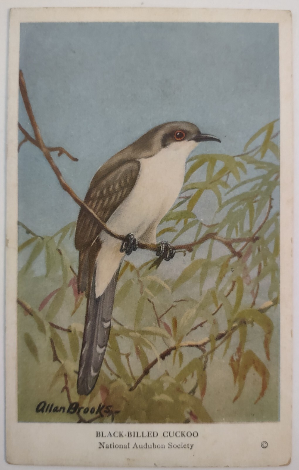 Vintage Postcard Trade Card Allan Brooks Audubon Black Billed Cuckoo Art AA46