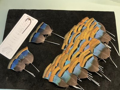 PREMIUM Ocellated Turkey body feathers